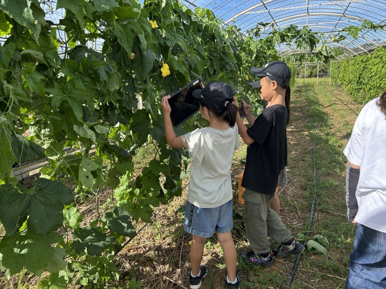 ゴーヤー畑見学の様子